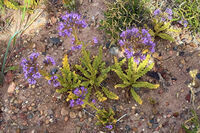 Petrified Forest 33