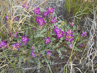 Petrified Forest 36