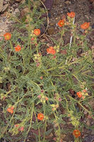 Petrified Forest 38