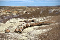 Petrified Forest 41