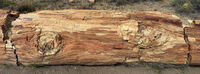 Petrified Forest 45