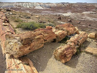 Petrified Forest 47