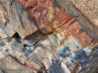 Petrified Forest 50