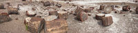 Petrified Forest 54