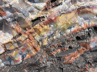Petrified Forest 56