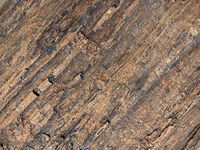 Petrified Forest 61