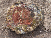 Petrified Forest 64