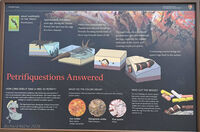 Petrified Forest 65