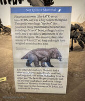 Petrified Forest 74