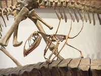 Petrified Forest 79