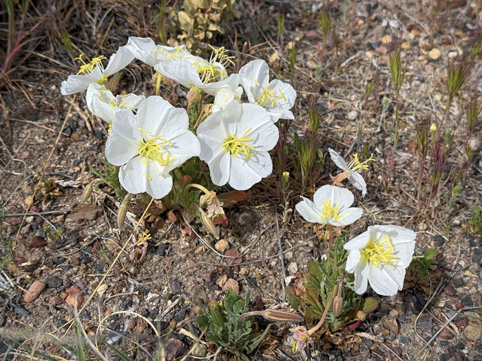 Desert Primrose