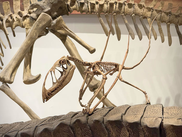Tiny Pterosaur