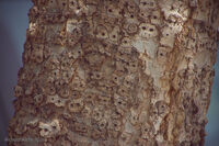 Crane Petroglyphs 16