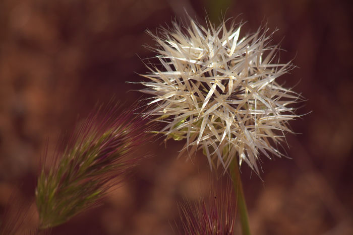Small But Spectacular Flower