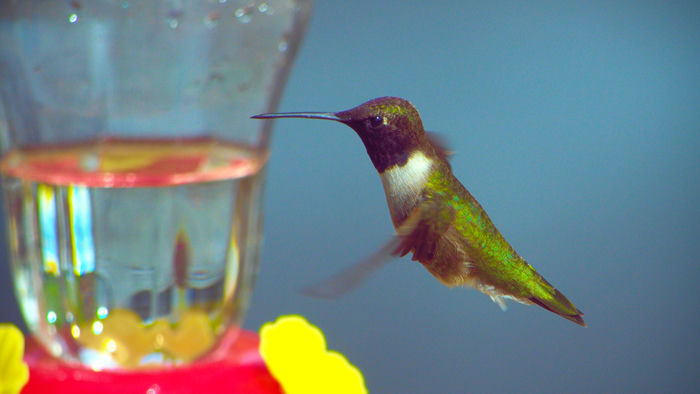 Ruby-Throated Hummingbird