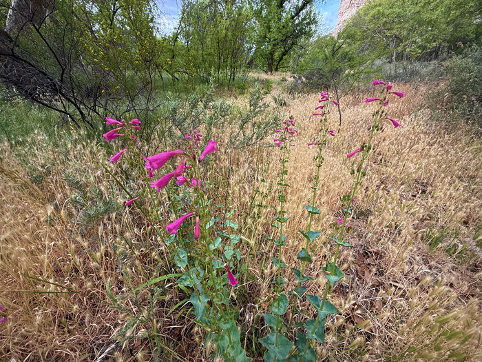 Flowers Near the River