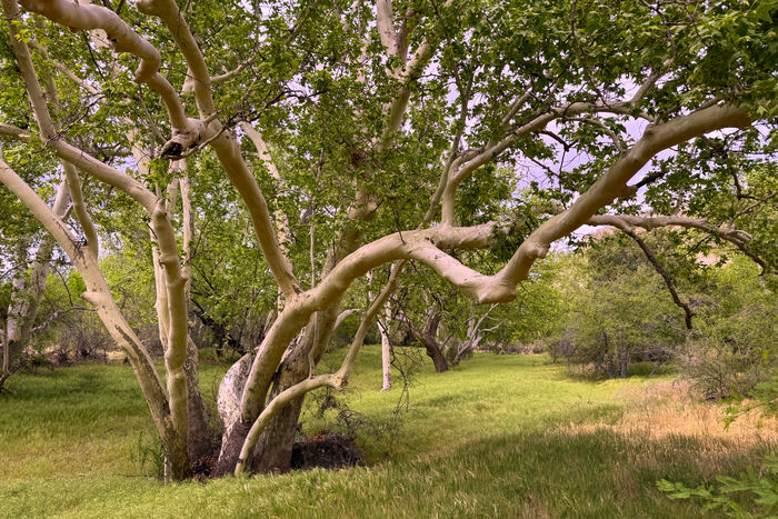 Lush Sycamore Grove