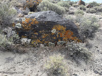 Nevada 2026 16
