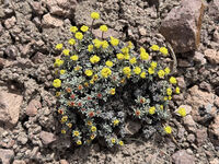 Nevada 2026 33