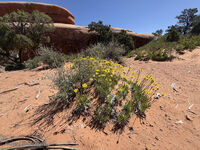 Arches 2026 42