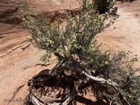 Arches 2026 43