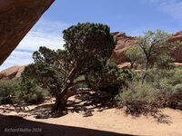 Arches 2026 46