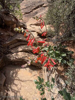 Arches 2026 52