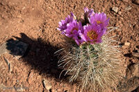 Arches Park 2026 70
