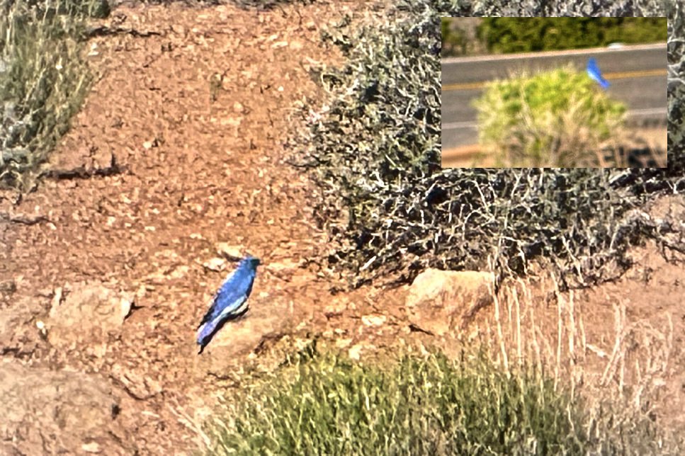 Mystery Scrub-Jay