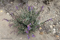Nine Mile Canyon 029