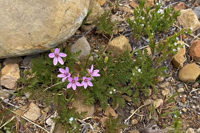 Desert Flowers