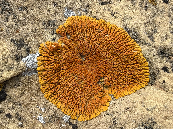 Intense Orange Lichen