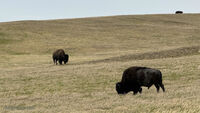 Wyoming Dakota 42
