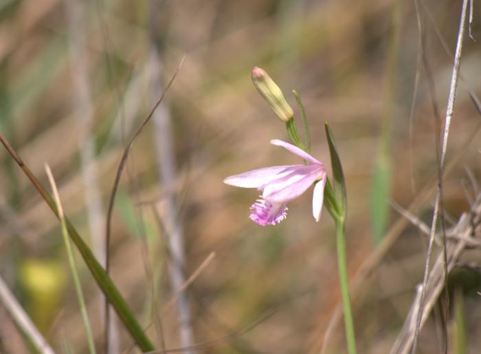 Unidentified Orchid (I think?)