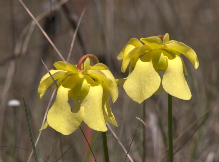 Two Pitcher Plant Flowers