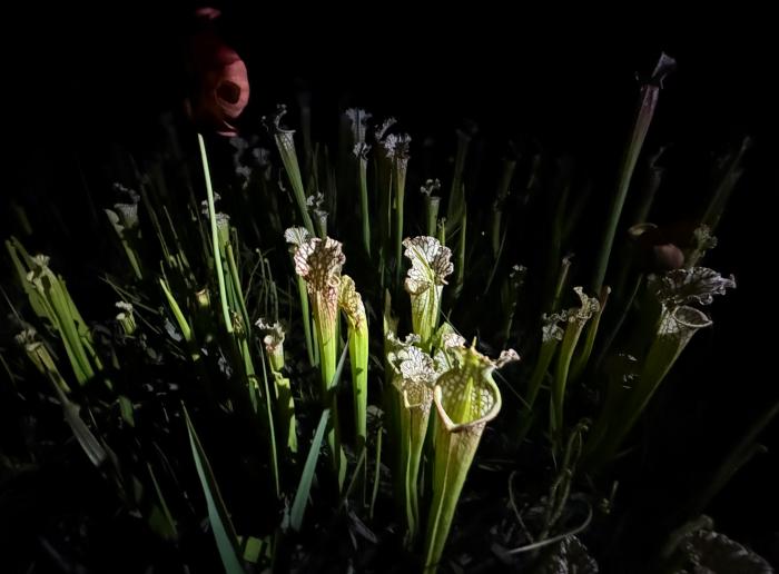 Roadside Pitcher Plants After Dark