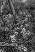 0008 Hdr Santa Fe River 