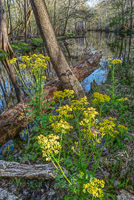 0010 Hdr Santa Fe River 