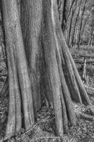 0025 Hdr Santa Fe River 