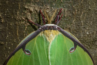 0041 Luna Moth Santa Fe River 