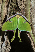 0042 Luna Moth Santa Fe River 