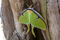 0044 Luna Moth Santa Fe River 