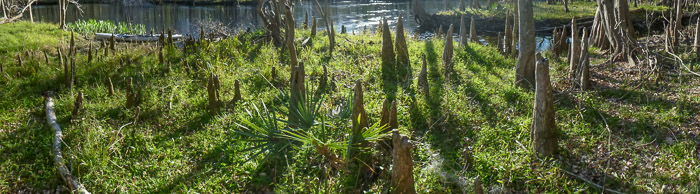 Cypress Knees Panorama