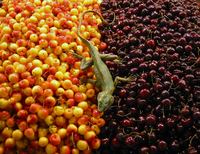 004 Market Cherries