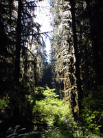 019 Hoh Rain Forest1