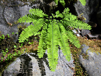 029 Maiden Hair Fern2