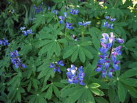 037 Deer Park Lupines
