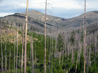 055 Dead Forest