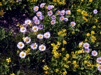 076 Glacier Flowers