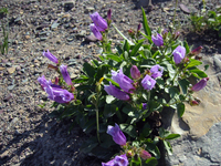 079 Glacier Flowers